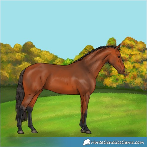 Horse Color:Bay 