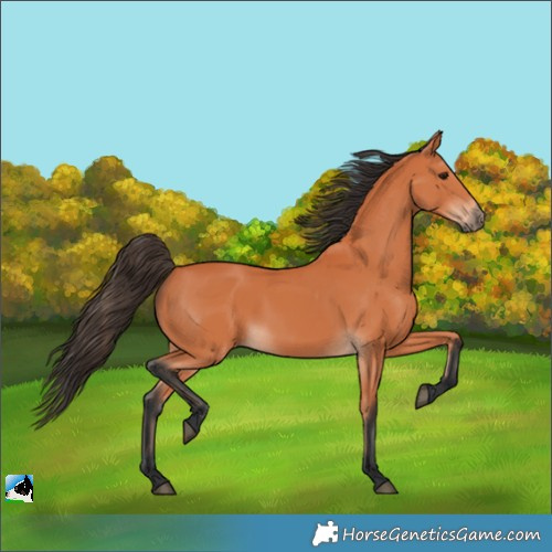 Horse Color:Bay 