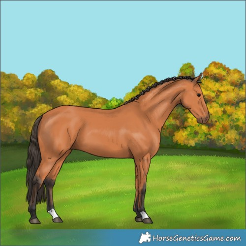 Horse Color:Bay 