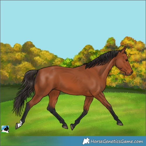Horse Color:Bay 