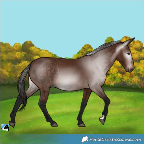 Horse Color:Gray Bay 