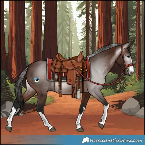 Horse Color:Gray Bay 