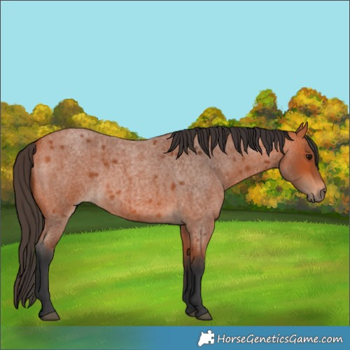 Horse Color:Unknown 