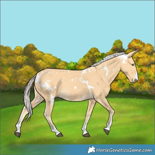 Horse Color:White Spotted Palomino 