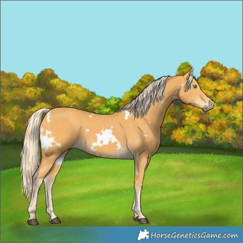 Horse Color:White Spotted Palomino 