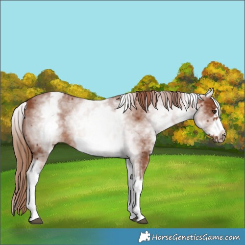 Horse Color:White Spotted Chestnut Frame 