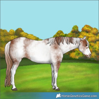Horse Color:White Spotted Chestnut Frame 