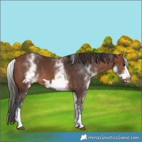 Horse Color:White Spotted Bay Frame 