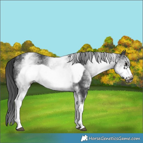 Horse Color:White Spotted Black Frame