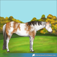 Horse Color:Gray White Spotted Buckskin Frame
