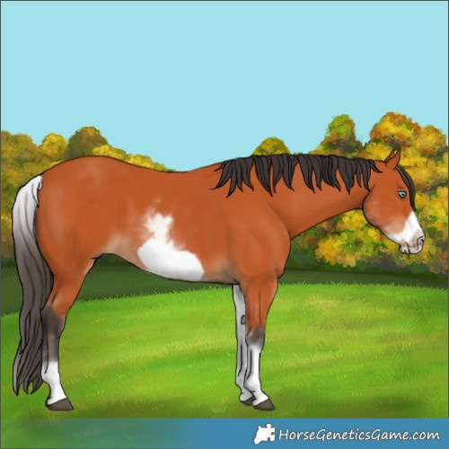 Horse Color:White Spotted Bay Frame