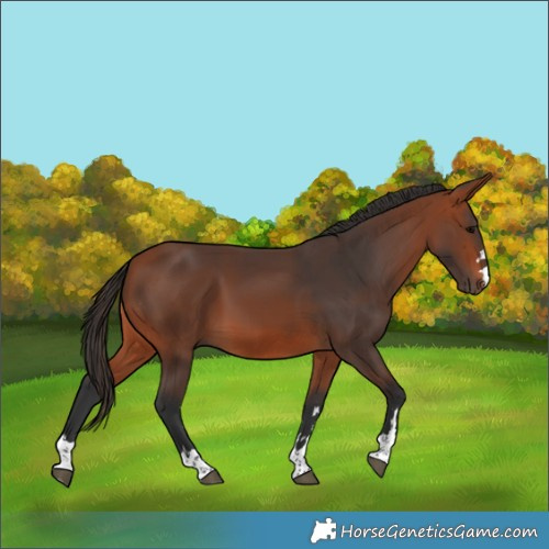 Horse Color:Bay 