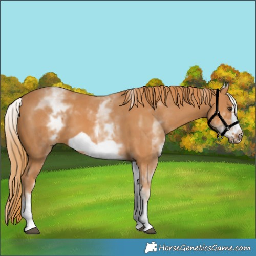 Horse Color:White Spotted Chestnut Frame 