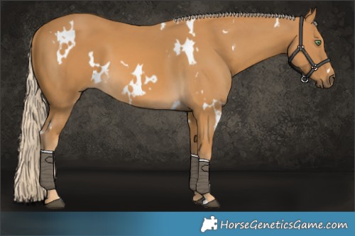 Horse Color:White Spotted Palomino
