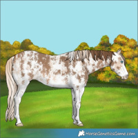 Horse Color:Perlino Sabino and Gray Perlino Sabino