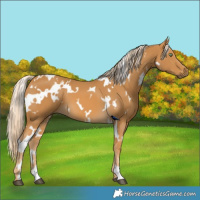 Horse Color:White Spotted Palomino 