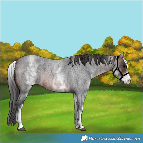 Horse Color:White Spotted Brown Roan Varnish Rabicano 