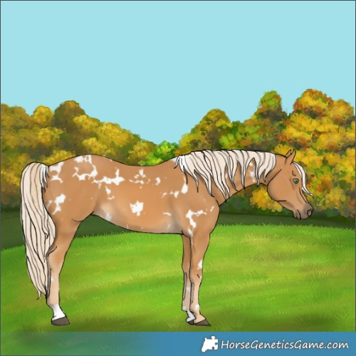 Horse Color:White Spotted Palomino 