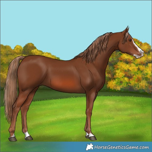 Horse Color:Chestnut Splash Frame 