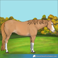 Horse Color:Chestnut Splash 