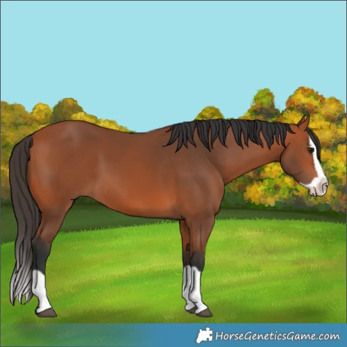 Horse Color:Bay Splash 