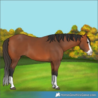 Horse Color:Bay Splash
