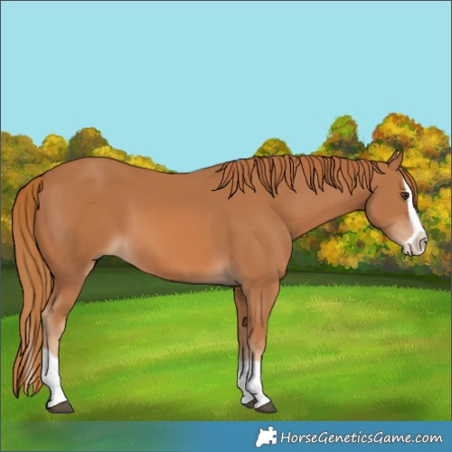 Horse Color:Chestnut Splash 
