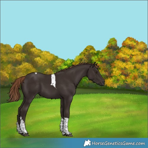 Horse Color:Liver Chestnut Tobiano
