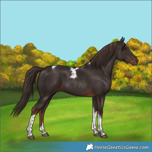Horse Color:Liver Chestnut Tobiano 
