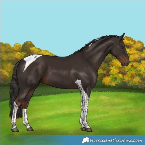 Horse Color:Liver Chestnut Tobiano