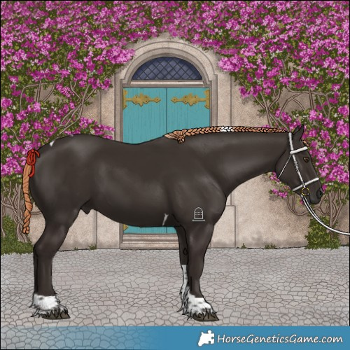 Horse Color:Liver Chestnut Tobiano