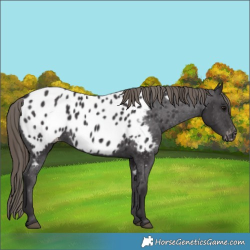 Horse Color:Smoky Black Near Leopard 