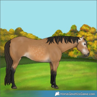 Horse Color:Gray Buckskin and Gray Buckskin