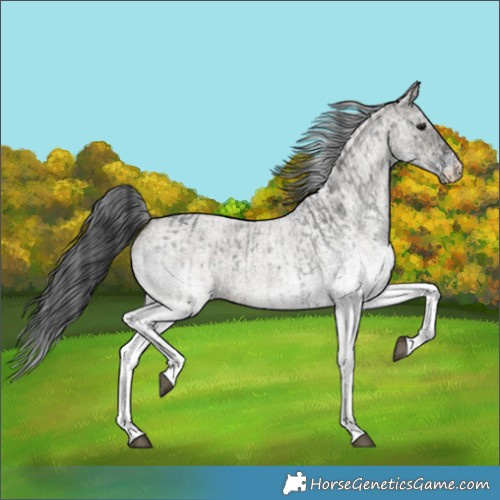 Horse Color:White Spotted Blue Roan Rabicano and White Spotted Grullo Roan Rabicano