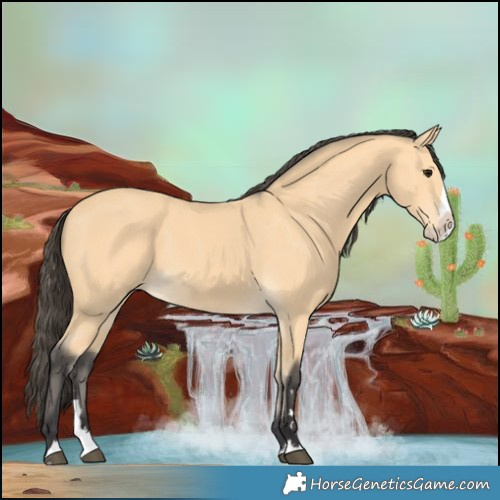 Horse Color:Buckskin Splash 