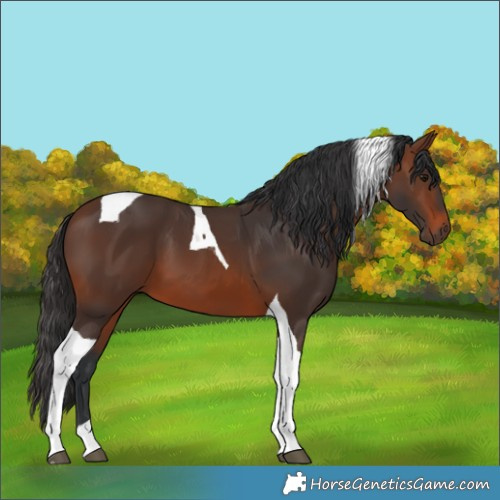 Horse Color:Brown Tobiano 