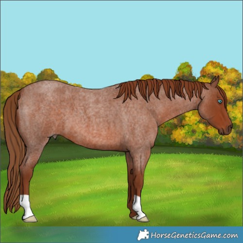 Horse Color:Red Roan 