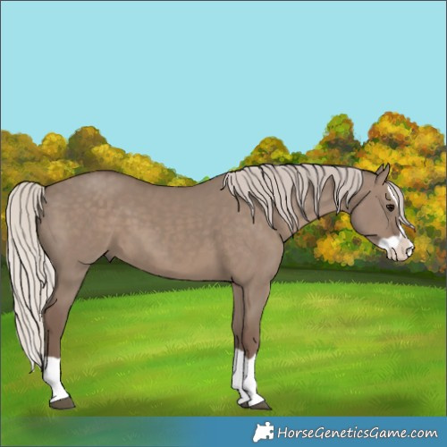Horse Color:Silver Grullo Splash 