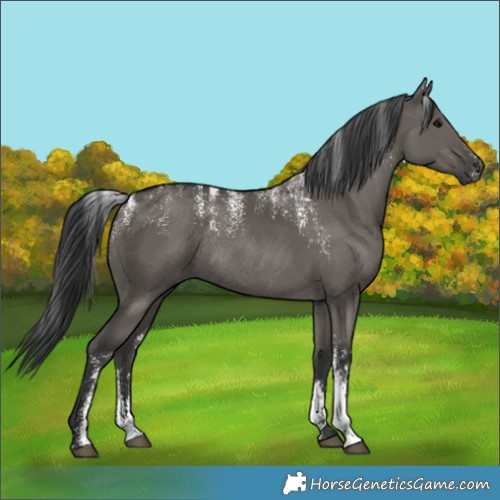 Horse Color:Powder White Grullo Rabicano 