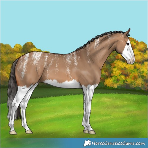 Horse Color:Powder White Bay Dun Splash 