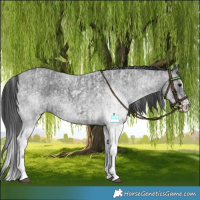 Horse Color:White Spotted Blue Roan Rabicano  and White Spotted Blue Roan Splash Rabicano 