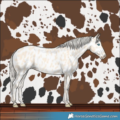 Horse Color:Cremello Near Leopard