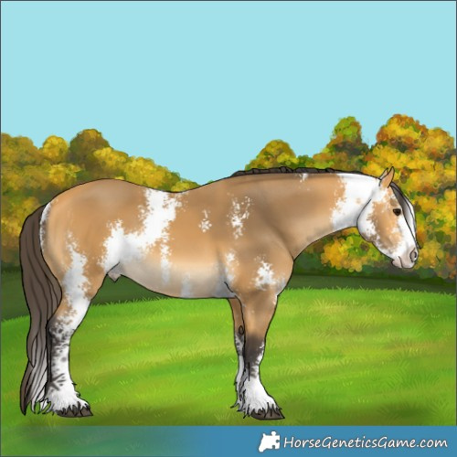 Horse Color:Buckskin Sabino 