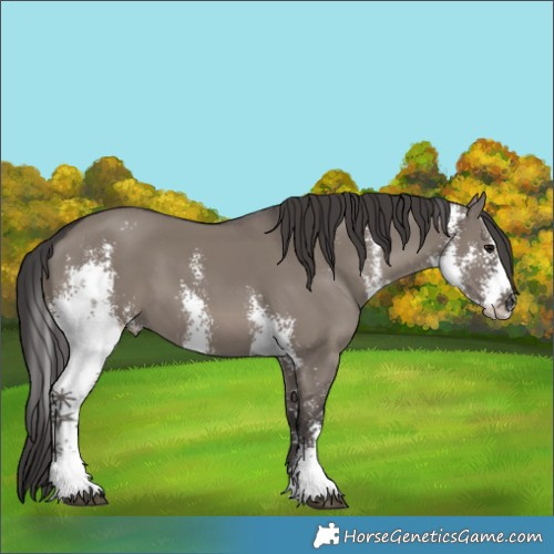 Horse Color:Smoky Grullo Sabino
