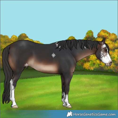 Horse Color:Brown Sabino 