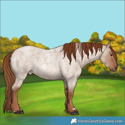 Horse Color:Red Dun Roan 
