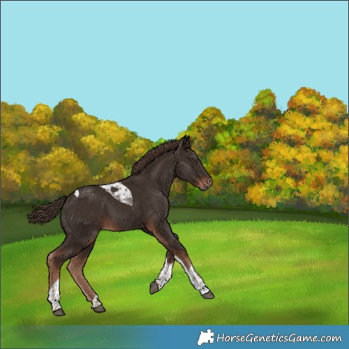 Horse Color:Liver Chestnut Tobiano 