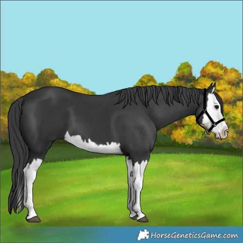 Horse Color:Black Splash 