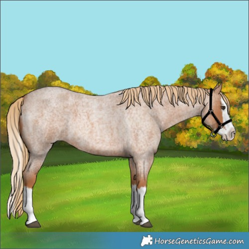Horse Color:Red Roan Splash