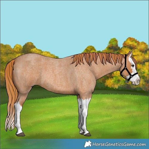 Horse Color:Red Roan Splash 